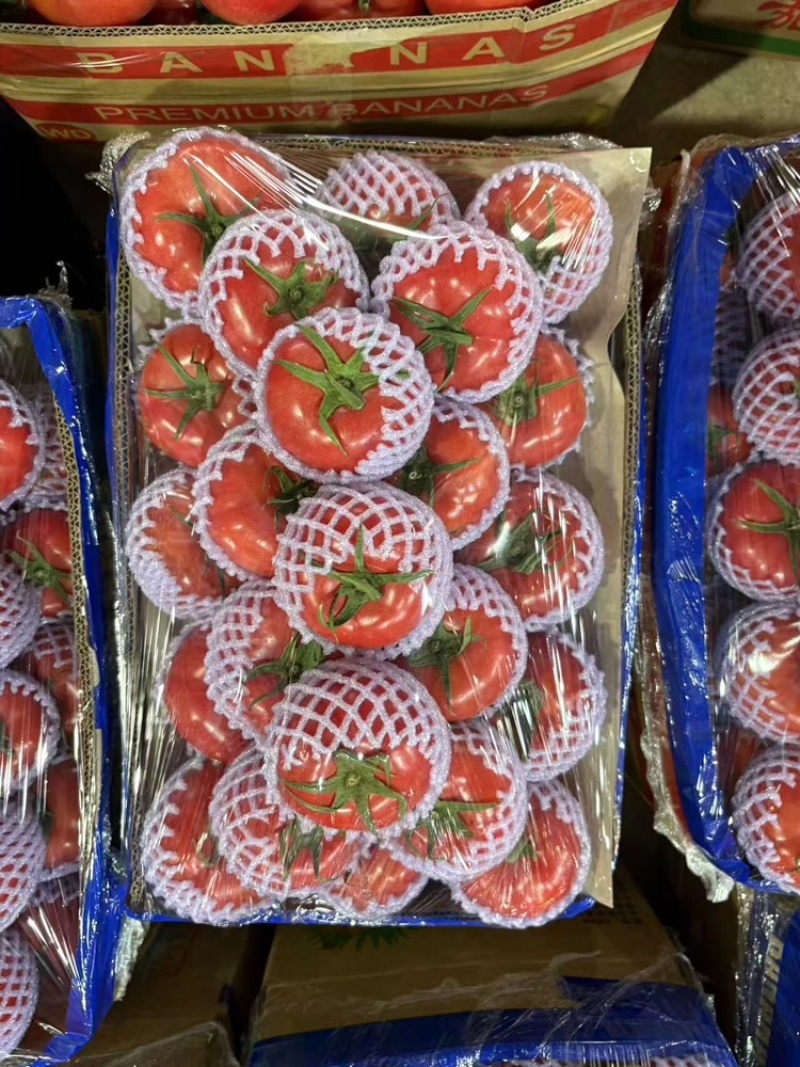 串果西红柿，产地直发，可对接全国，可视频看货
