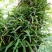 肾精茶无硫长白山野生足干货青绿色