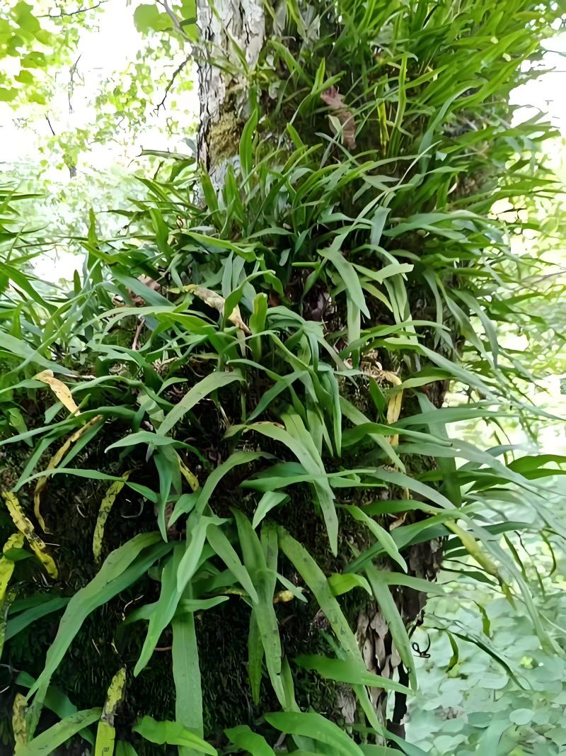 肾精茶无硫长白山野生足干货青绿色