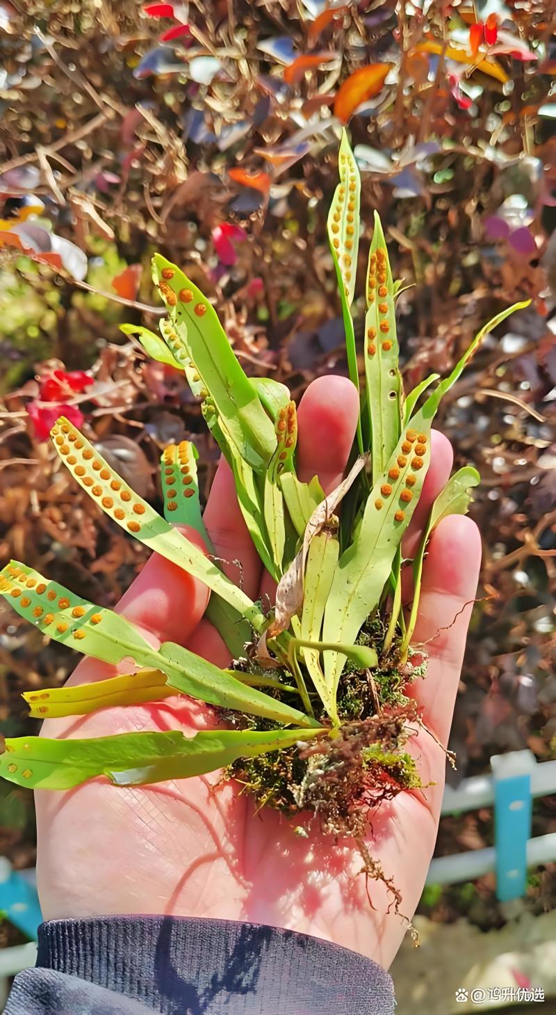 肾精茶无硫长白山野生足干货青绿色