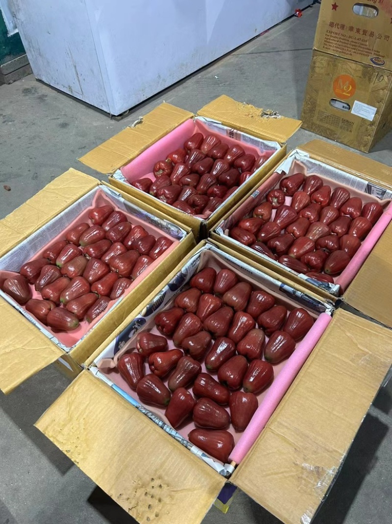海南三亚黑金刚莲雾树上熟当新鲜水果清甜多汁脆爽可口