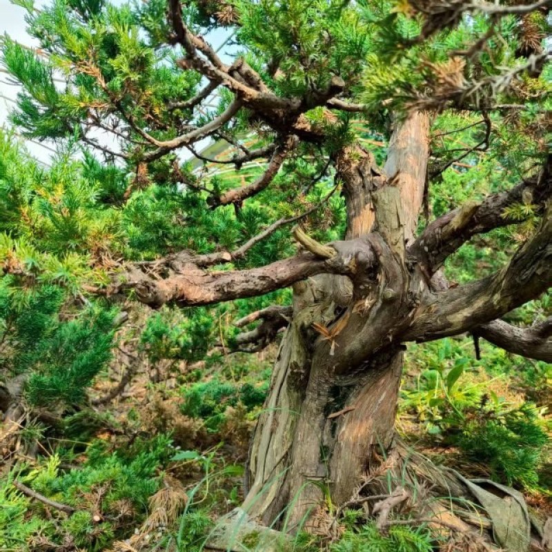 老桩柏树盆景