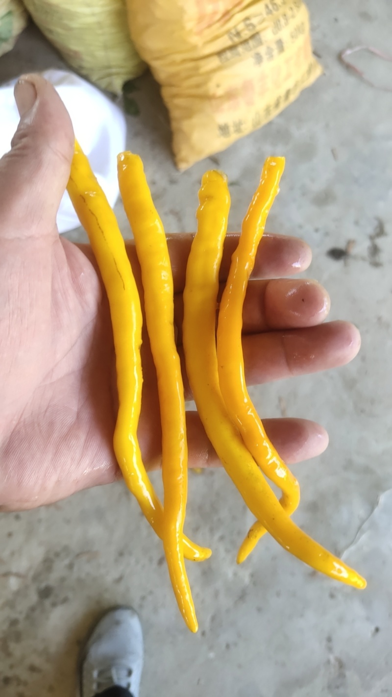 黄供椒