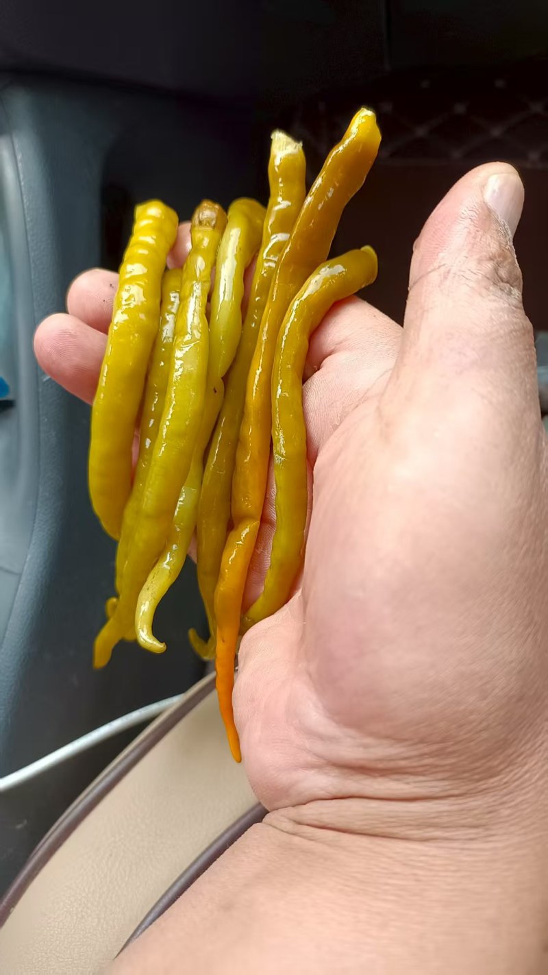 黄供椒