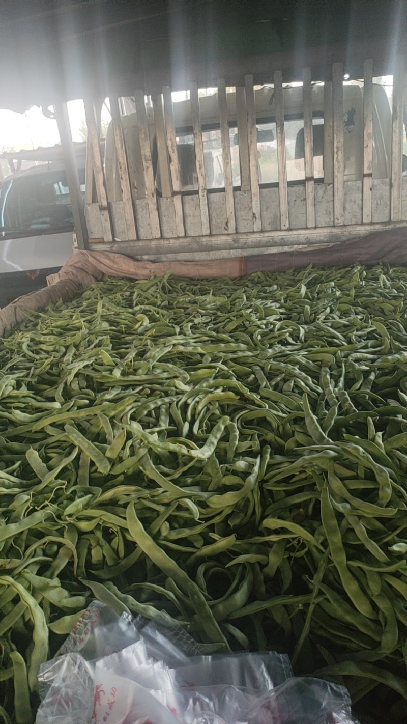河南省滑县直供精品扁豆