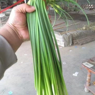 鱼台县蒜苔大量上市，产地直供品质保证诚信经营对接全国