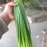 鱼台县蒜苔大量上市，产地直供品质保证诚信经营对接全国