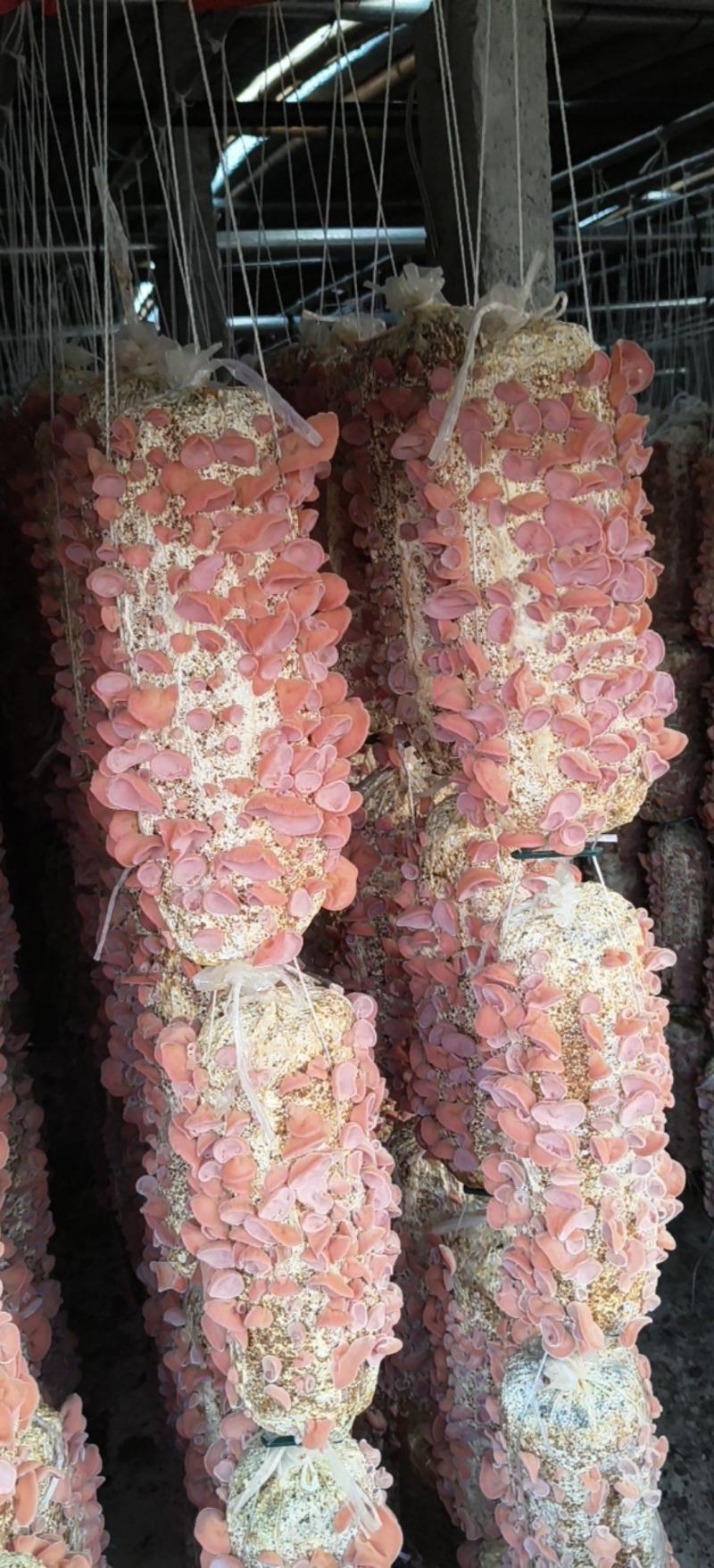 粉木耳农场直销大量现货大片中片小片筛选