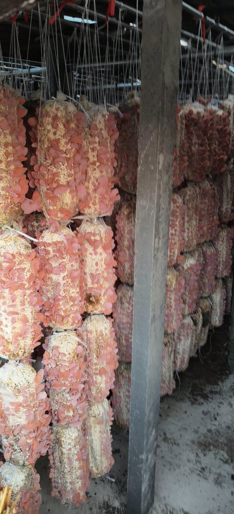粉木耳农场直销大量现货大片中片小片筛选