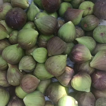 波姬红无花果
