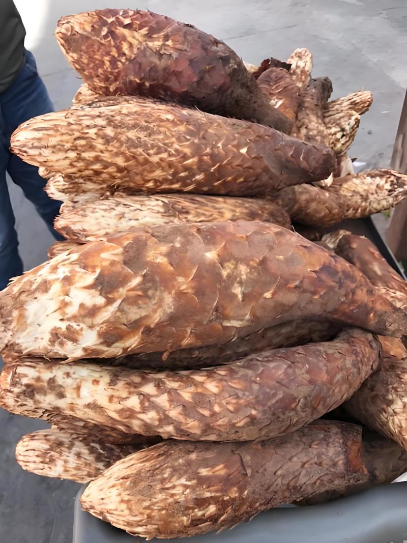 肉苁蓉新疆肉苁蓉条，沙漠人参软条蒸条可选