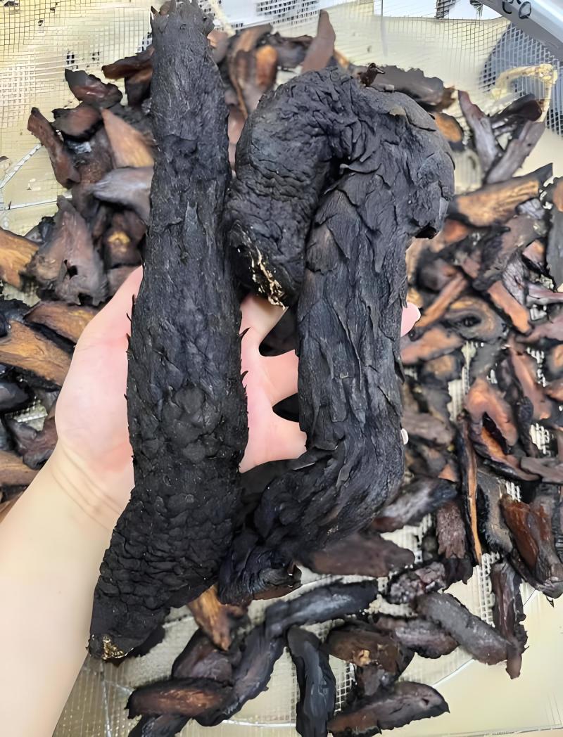 肉苁蓉新疆肉苁蓉条，沙漠人参软条蒸条可选