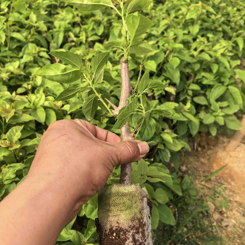 漳红樱，百变花蝴蝶三角梅