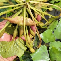 菱角菜，菱角梗子
