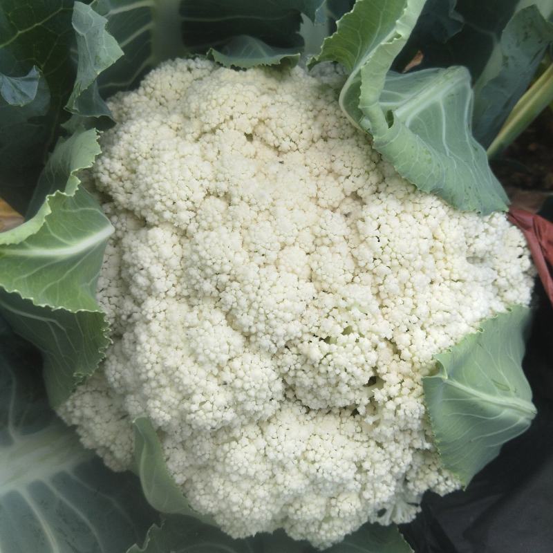 现有60亩松花可以砍，看上的老板来