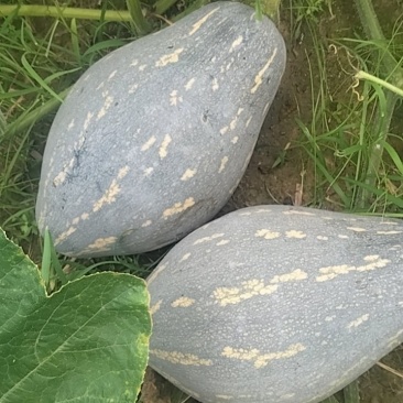 香芋南瓜上市中
