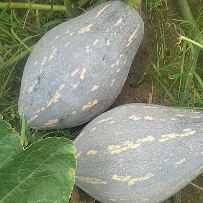香芋南瓜上市中