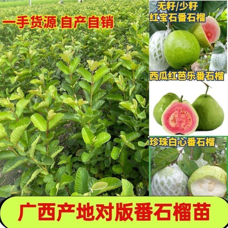 广西基地直供白心珍珠红心红宝石帝王番石榴嫁接苗籽少肉