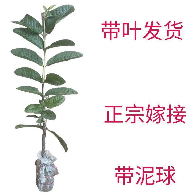 广西基地直供白心珍珠红心红宝石帝王番石榴嫁接苗籽少肉