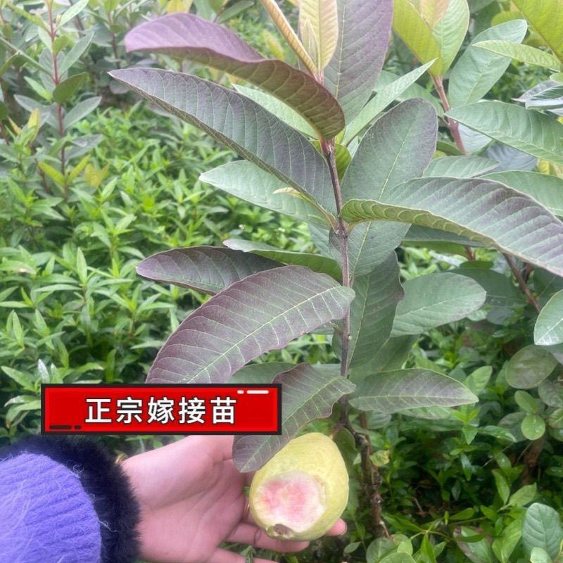 广西基地直供白心珍珠红心红宝石帝王番石榴嫁接苗籽少肉