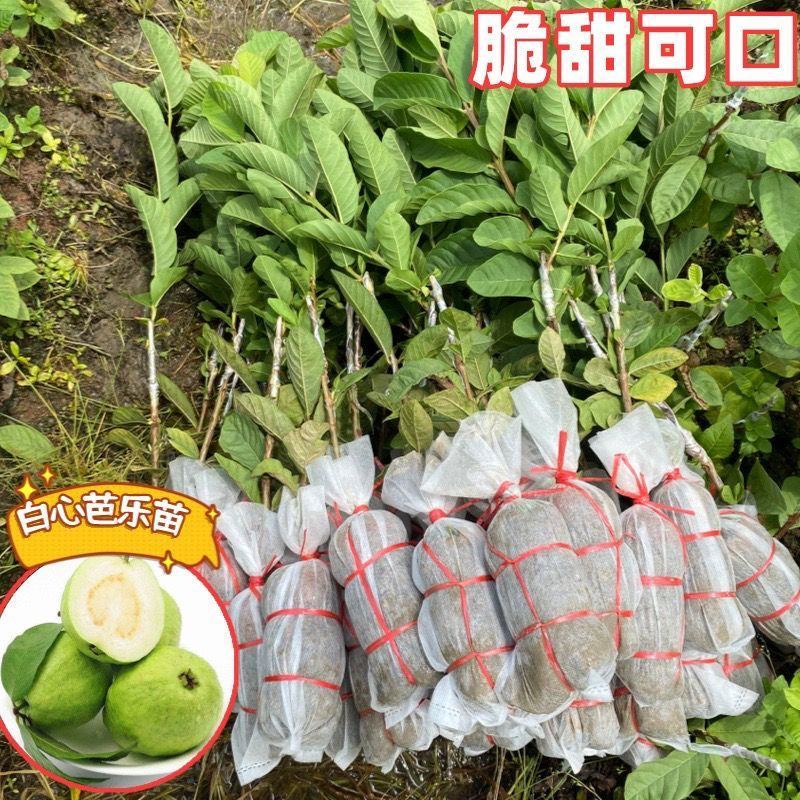 广西基地直供白心珍珠红心红宝石帝王番石榴嫁接苗籽少肉
