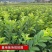 广西基地直供白心珍珠红心红宝石帝王番石榴嫁接苗籽少肉