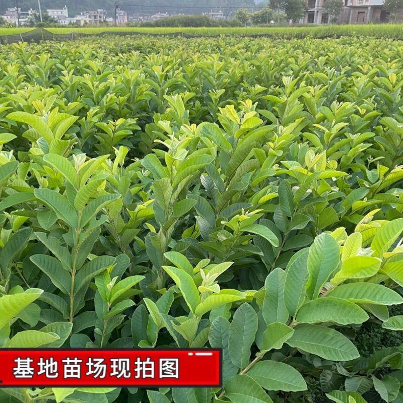 广西基地直供白心珍珠红心红宝石帝王番石榴嫁接苗籽少肉