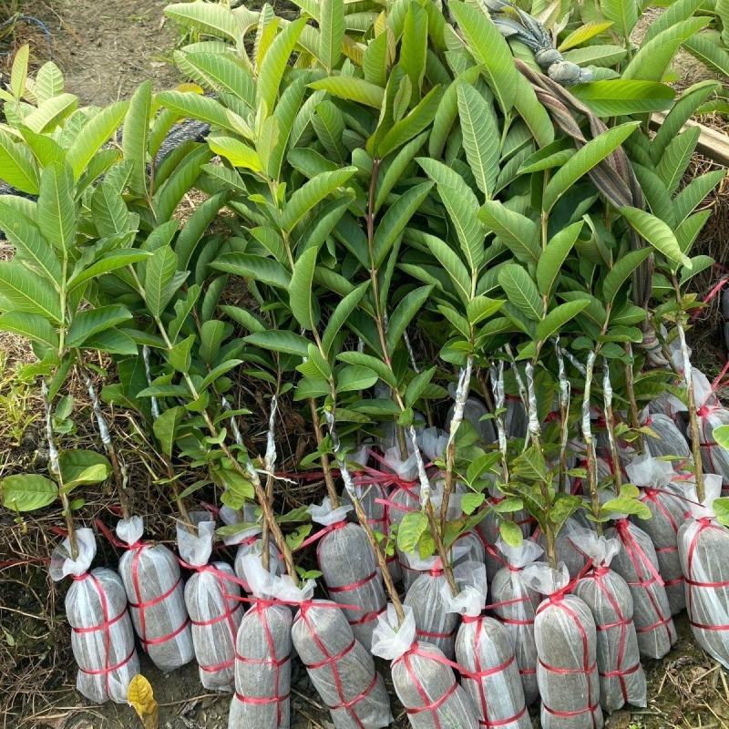 广西基地直供白心珍珠红心红宝石帝王番石榴嫁接苗籽少肉