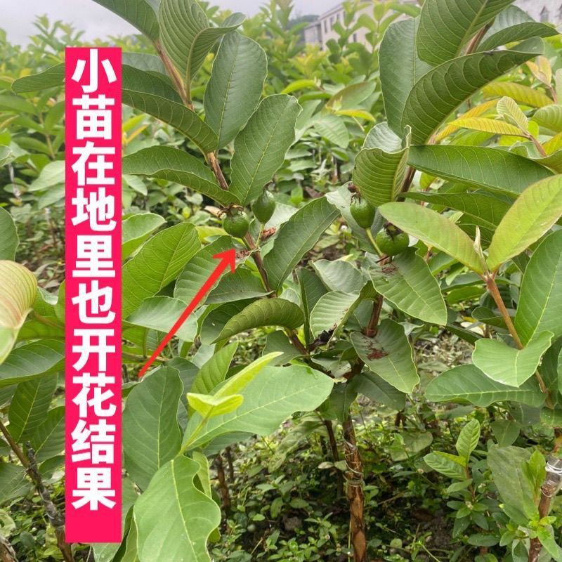 广西基地直供白心珍珠红心红宝石帝王番石榴嫁接苗籽少肉