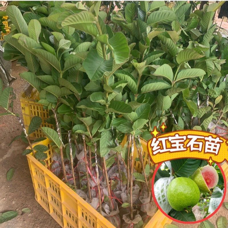 广西基地直供白心珍珠红心红宝石帝王番石榴嫁接苗籽少肉
