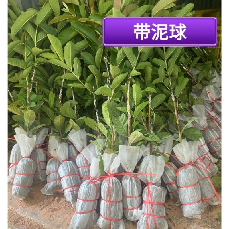 广西基地直供白心珍珠红心红宝石帝王番石榴嫁接苗籽少肉