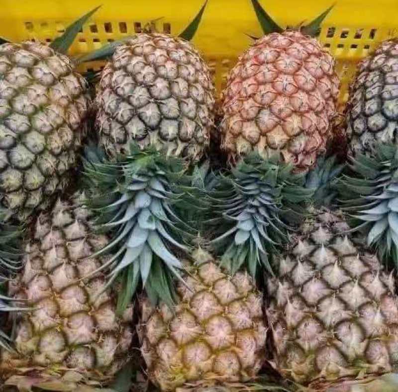 西双版纳金钻凤梨脆甜