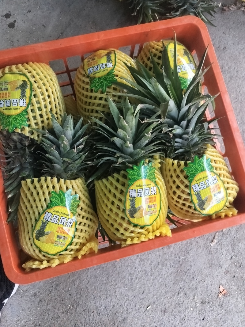 西双版纳金钻凤梨脆甜