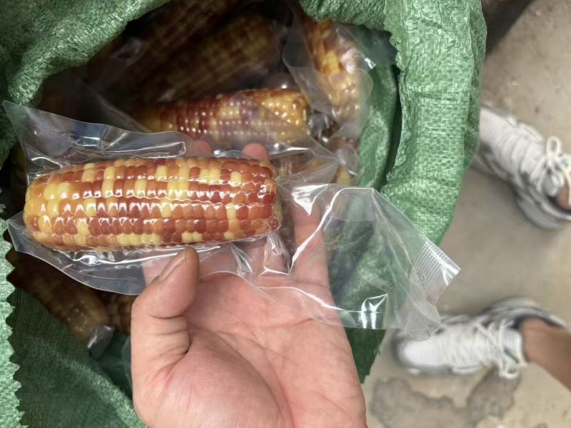 小拇指玉米小花糯玉米（开带及食）