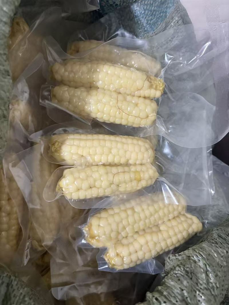 小拇指玉米小花糯玉米（开带及食）