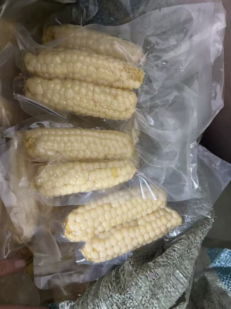 小拇指玉米小花糯玉米（开带及食）