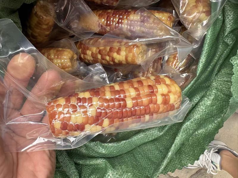 小拇指玉米小花糯玉米（开带及食）