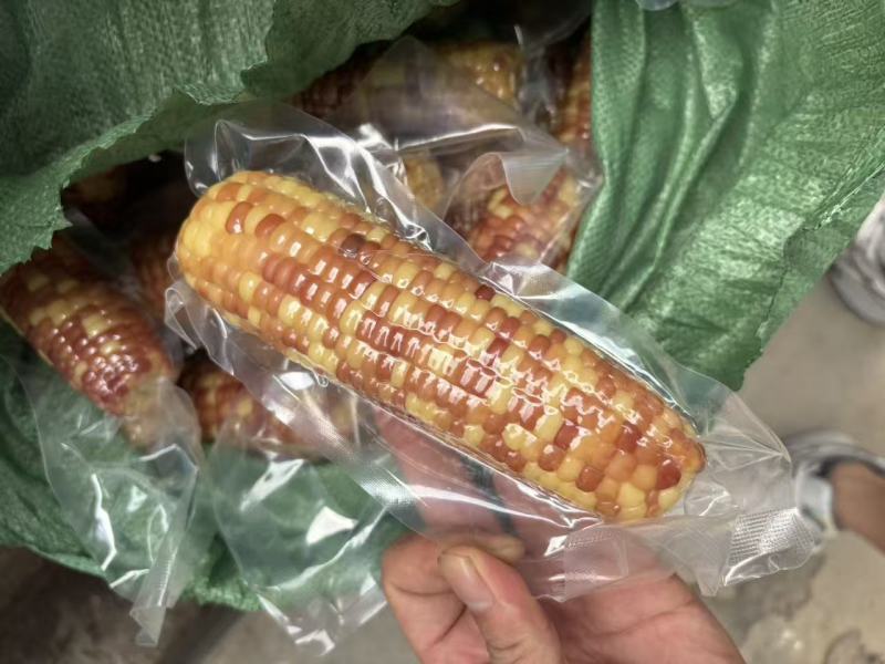 小拇指玉米小花糯玉米（开带及食）