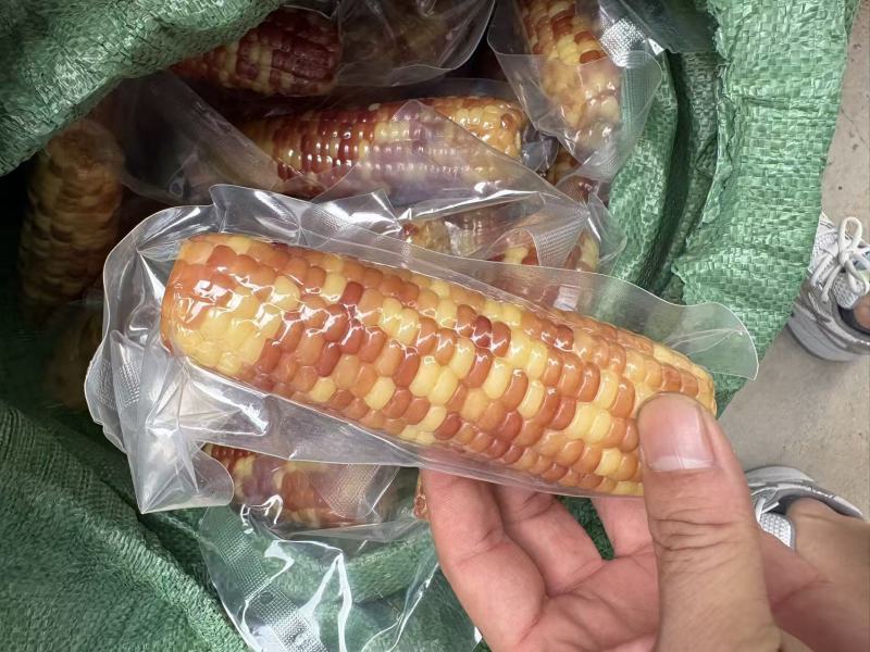 小拇指玉米小花糯玉米（开带及食）