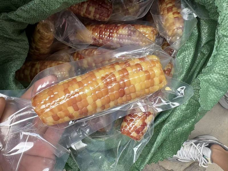 小拇指玉米小花糯玉米（开带及食）