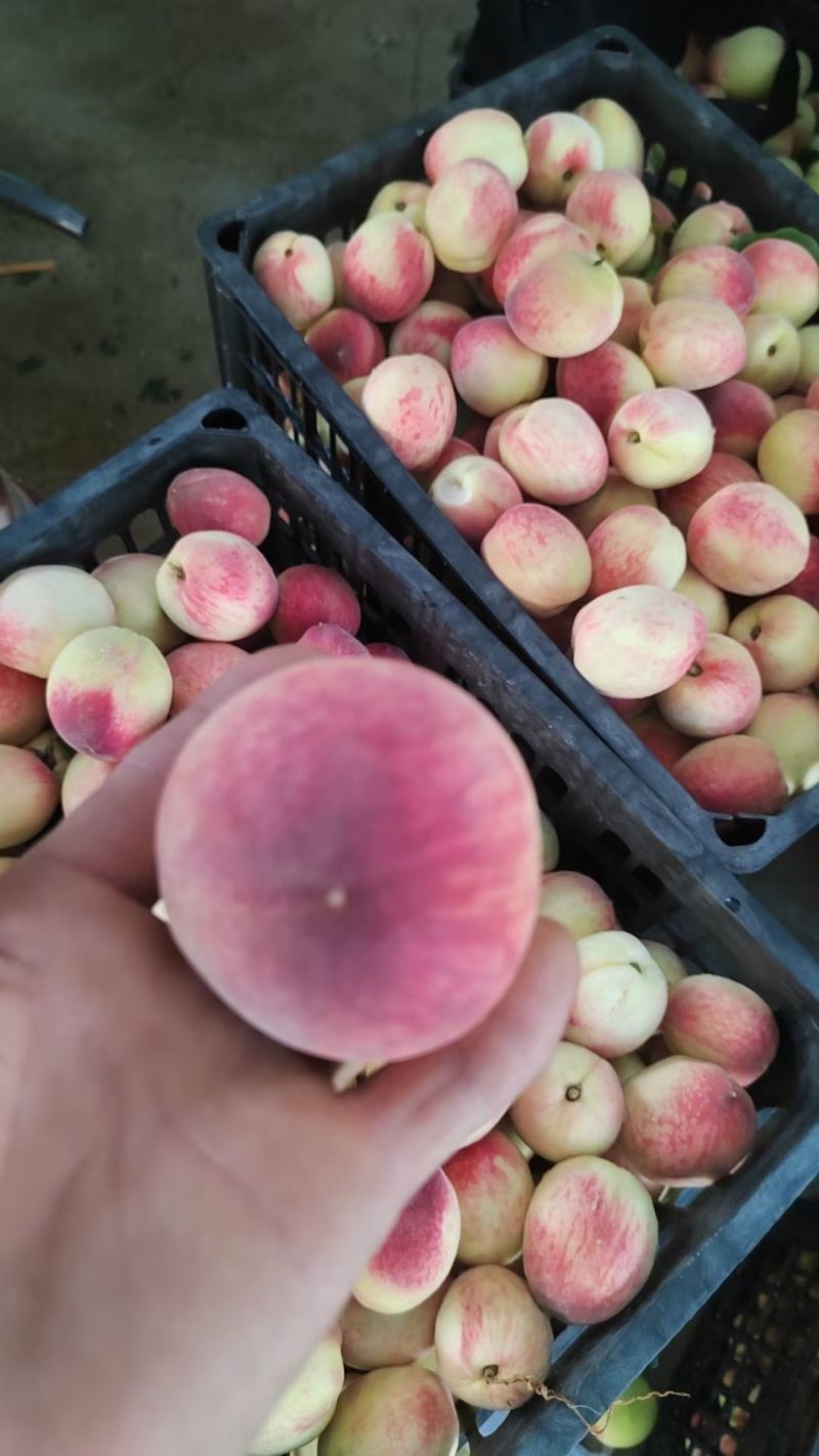 陆地大毛桃需要大量客商货源充足
