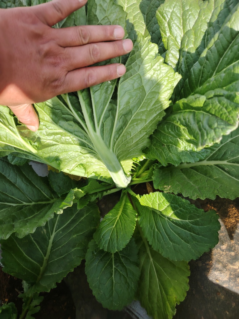 贵州芥菜5月青一手货源产地直发量大从优欢迎随时联系
