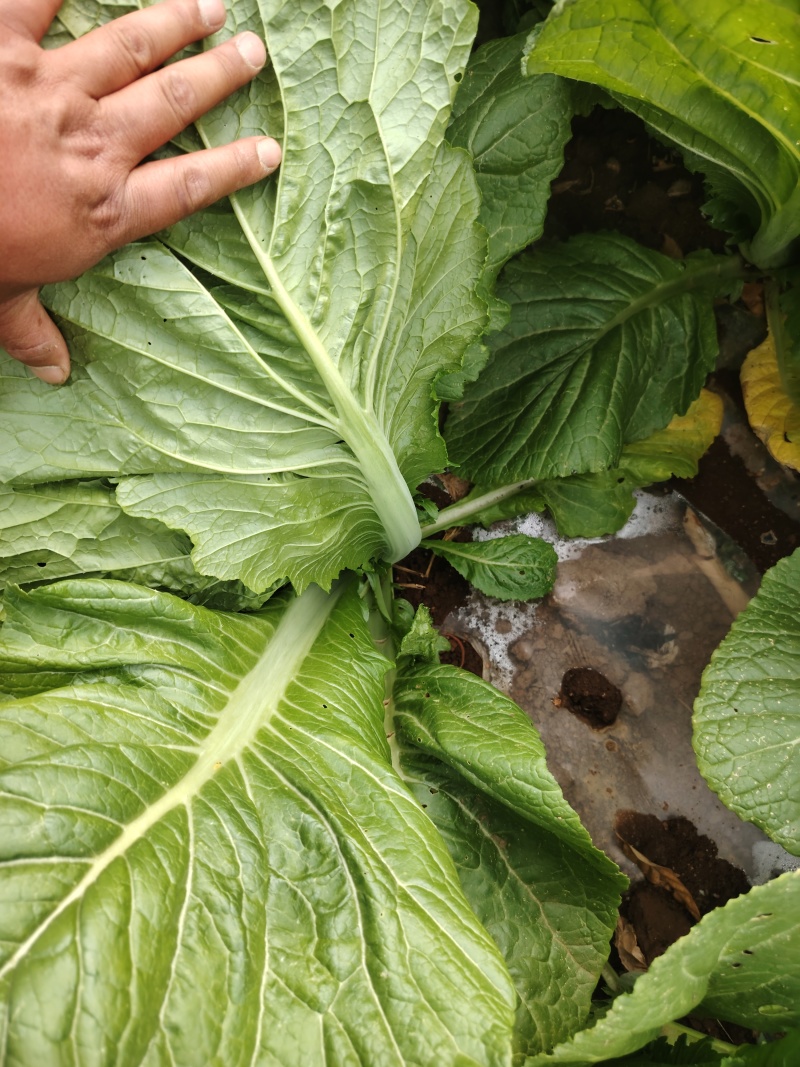 贵州芥菜5月青一手货源产地直发量大从优欢迎随时联系