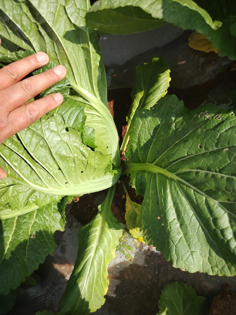 贵州芥菜5月青一手货源产地直发量大从优欢迎随时联系
