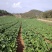 贵州芥菜5月青一手货源产地直发量大从优欢迎随时联系