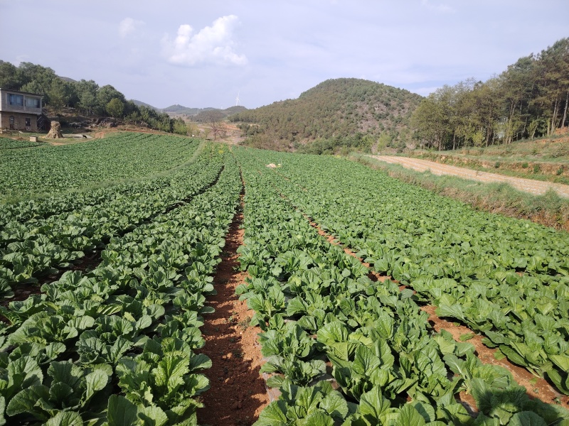 贵州芥菜5月青一手货源产地直发量大从优欢迎随时联系