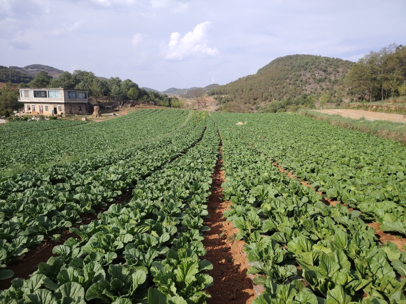 贵州芥菜5月青一手货源产地直发量大从优欢迎随时联系