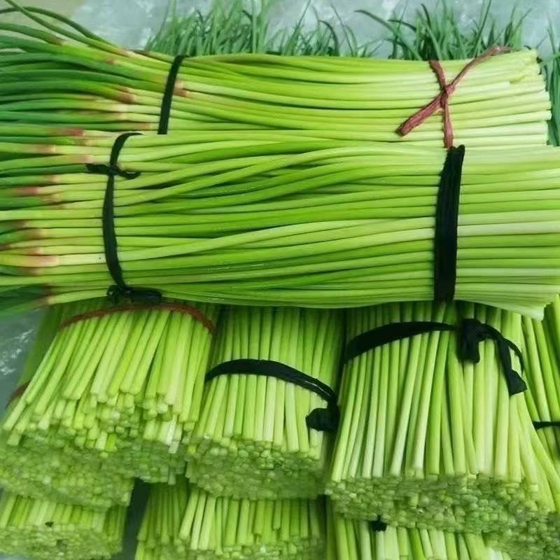 山东产地红帽蒜苔支持代收代发
