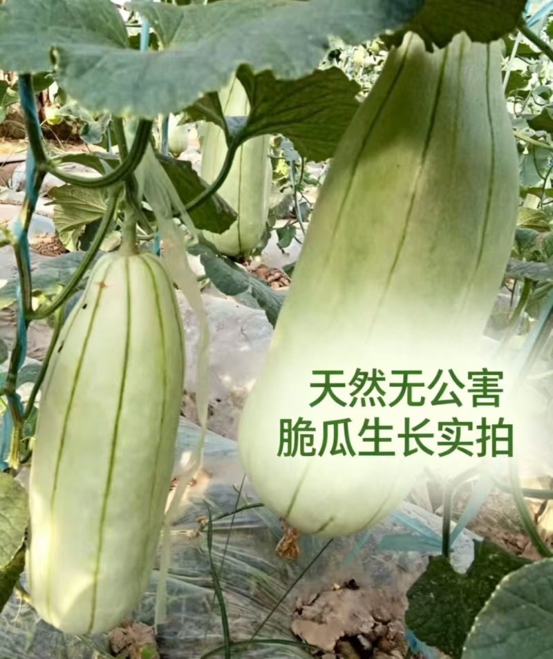 高石脆瓜