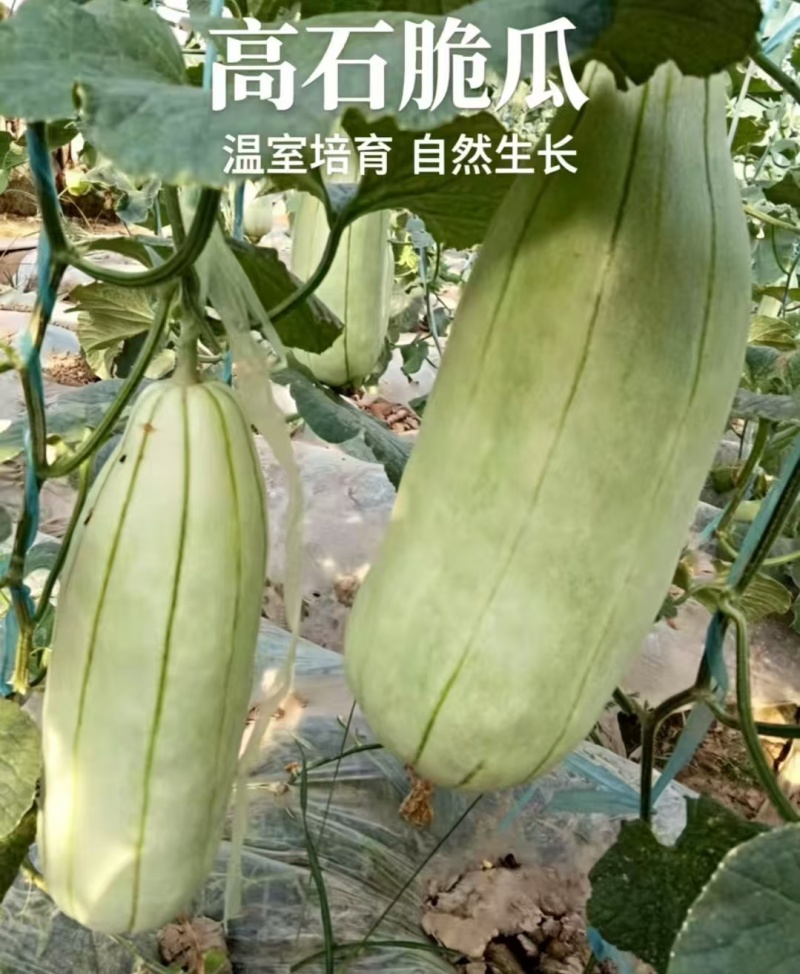 高石脆瓜